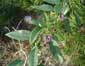 Lycium halimifolium