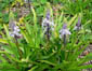 Scilla hyacinthoides