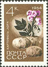 Solanum 
        tuberosum