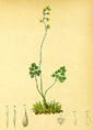 Thalictrum alpinum