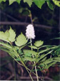 Actaea erythrocarpa