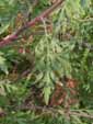 ambrosia artemisiifolia