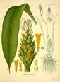Galeopsis speciosa