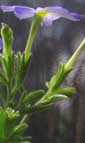 Browallia americana