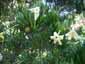 Brunfelsia densiflora