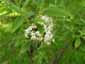 Рододендрон мелкоцветковый, Киевский ботанический сад им. Фомина