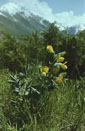 Thermopsis alpina