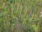 ambrosia artemisiifolia