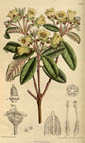 Rhododendron brachyanthum