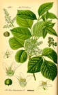 Rhus toxicodendron