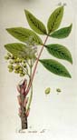 Rhus toxicodendron