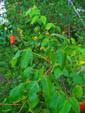 Toxicodendron radicans