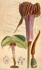 Arisaema 