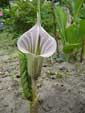 Arisaema candidissimum