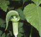 Arisaema triphyllum